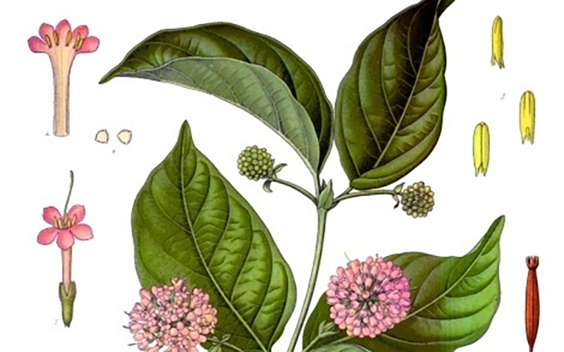 Gambier plant. Picture source: Wikimedia Commons. Image